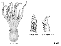 Image of Grimpella thaumastocheir (Velvet octopus)