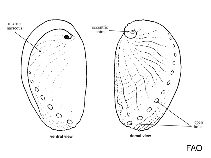 Image of Haliotis midae (Perlemoen abalone)