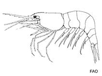 Image of Saron inermis (Pine cone marble shrimp)