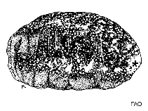 Image of Actinopyga capillata 