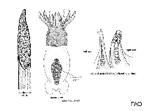 Image of Idiosepius pygmaeus (Two-tone pygmy squid)