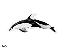 Image of Lagenorhynchus obliquidens (Pacific white-sided dolphin)