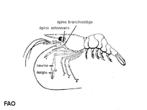 Image of Leander tenuicornis (Brown grass shrimp)