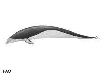 Image of Lissodelphis peronii (Southern right whale dolphin)