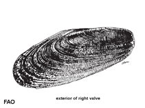 Image of Lithophaga teres (Cylinder date mussel)