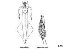 Image of Pickfordiateuthis pulchella (Grass squid)