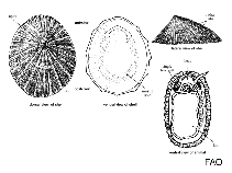 Image of Lottia antillarum (Southern limpet)