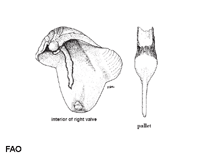 Image of Lyrodus pedicellatus (Siamese shipworm)
