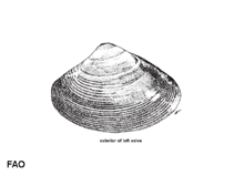 Image of Mactra luzonica (Luzon troughshell)