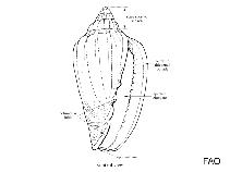 Image of Prunum apicinum (Common Atlantic marginella)