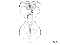 Image of Mastigopsis hjorti (Hjort’s whiplash squid)