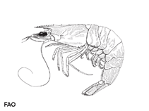 Image of Metapenaeus intermedius (Middle shrimp)