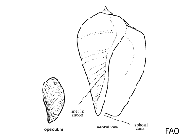Image of Volema carinifera 