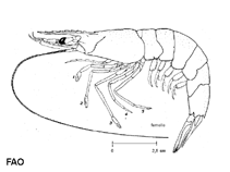 Image of Metapenaeus stebbingi (Peregrine shrimp)