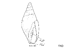 Image of Imbricaria punctata (Bonelike mitre)