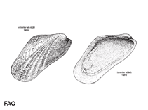 Image of Modiolus americanus (Tulip mussel)