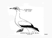 Image of Morus capensis (Cape gannet)