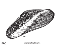 Image of Modiolus metcalfei (Yellowbanded horse mussel)