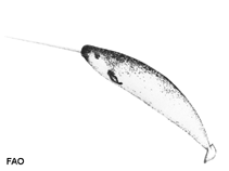 Image of Monodon monoceros (Narwhal)