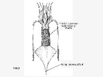 Image of Onykia robsoni (Rugose hooked squid)