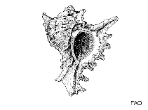Image of Ceratostoma foliatum (Leafy hornmouth)