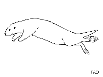 Image of Lontra provocax (Southern River otter)