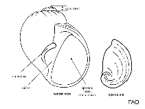 Image of Eunaticina papilla (Papilla moon snail)