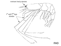 Image of Nematocarcinus ensifer 