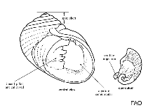 Image of Clithon oualaniensis (Guamanian nerite)