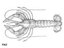Image of Nephropsis stewarti (Indian Ocean lobsterette)
