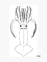 Image of Nototodarus hawaiiensis (Hawaiian flying squid)