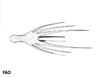 Image of Callistoctopus graptus (Scribbled octopus)