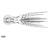 Image of Amphioctopus polyzenia (Arm-banded ocellate octopus)