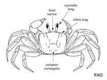 Image of Ocypode rotundata (Rounded ghost crab)