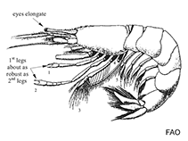 Image of Ogyrides hayi (Sand longeye shrimp)
