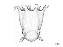 Image of Opisthoteuthis grimaldii (Grimaldi’s flapjack octopod)