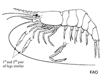 Image of Ephyrina ombango (Ombango deep-sea shrimp)