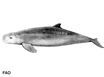 Image of Orcaella brevirostris (Irrawaddy dolphin)