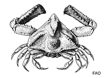 Image of Rhinolambrus longispinus (Black long-armed crab)