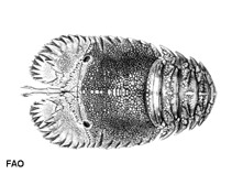 Image of Parribacus scarlatinus (Marbled mitten lobster)