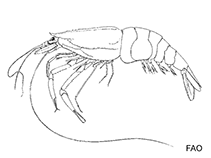 Image of Leptochela carinata (Carinate glass shrimp)