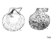 Image of Laevichlamys multisquamata (Many-ribbed scallop)