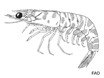 Image of Metapenaeopsis aegyptia (Egyptian prawn)