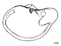 Image of Periploma fragile (Fragile spoonclam)