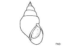 Image of Tricolia miniata 