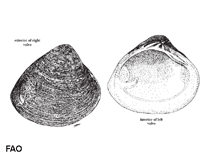Image of Polymesoda arctata (Slender marsh clam)