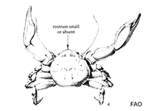 Image of Petrolisthes galathinus (Banded porcelain crab)