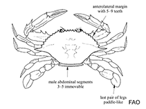 Image of Portunus spinicarpus (Longspine swimming crab)