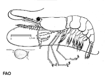 Image of Processa canaliculata (Processa shrimp)
