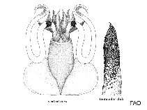 Image of Promachoteuthis megaptera 